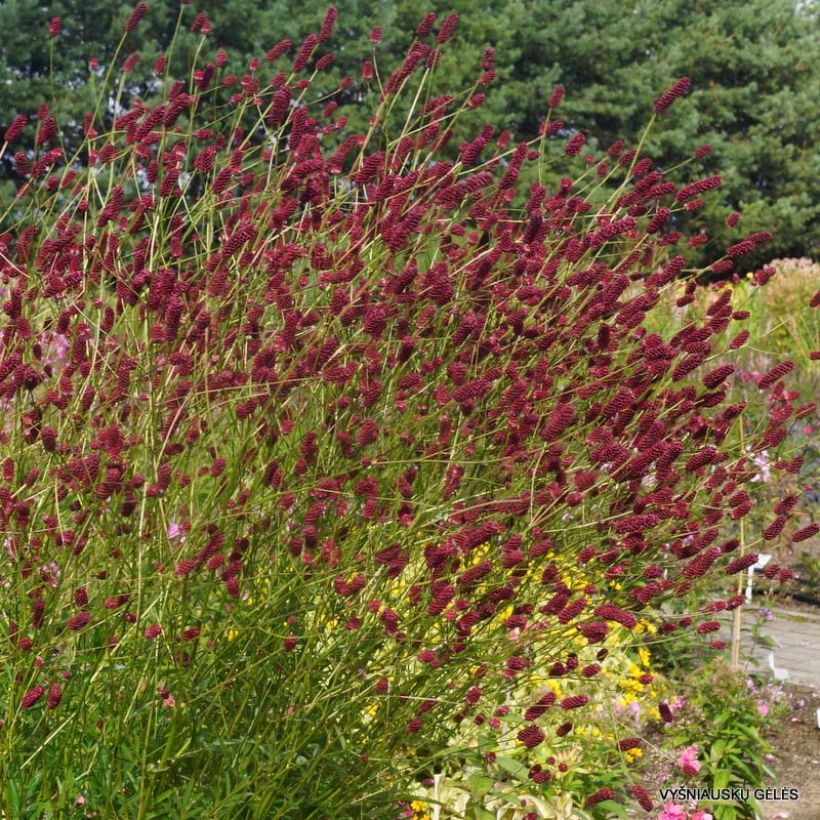 Zierlicher Wiesenknopf Cangshan Cranberry - Sanguisorba tenuifolia (Plant habit)