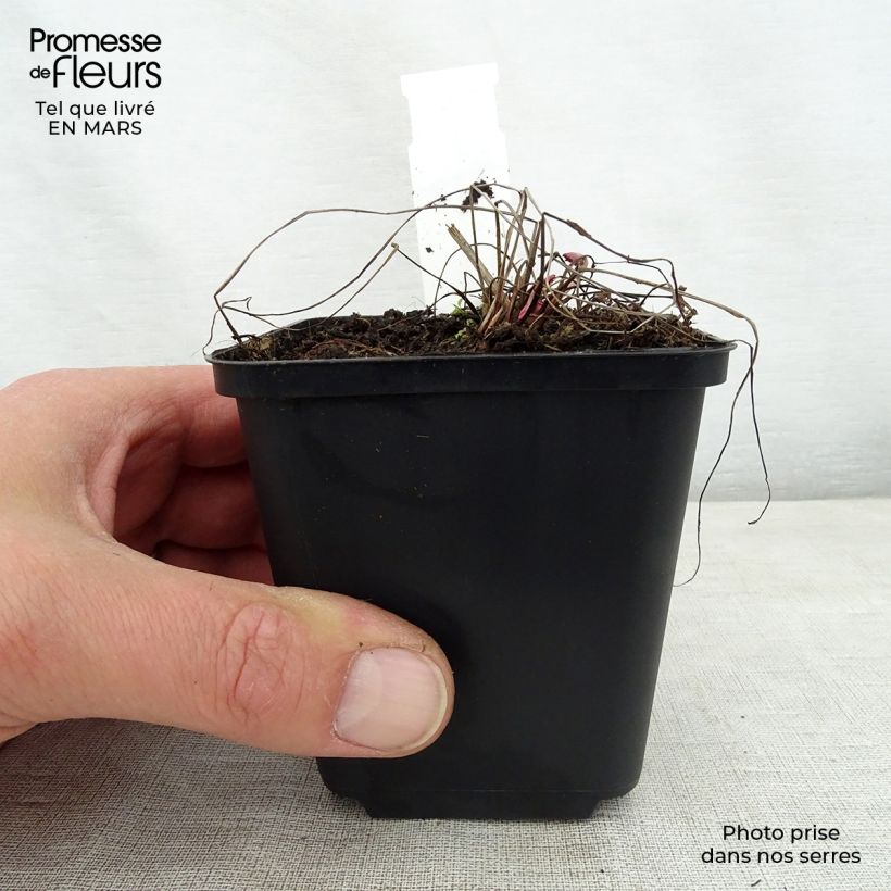 Exemplar von Großer Wiesenknopf Chocolate Tip - Sanguisorba officinalis Kleine Töpfe von 8/9 cm wie im Frühjahr geliefert