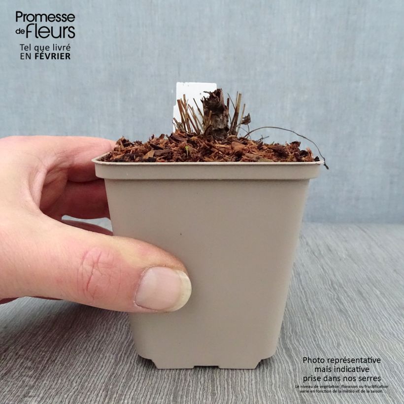 Exemplar von Großer Wiesenknopf Chocolate Tip - Sanguisorba officinalis Kleine Töpfe von 8/9 cm wie im Winter geliefert