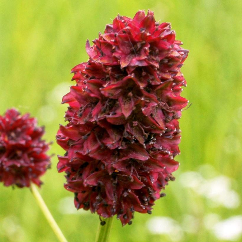 Wiesenknopf Little Angel - Sanguisorba (Flowering)