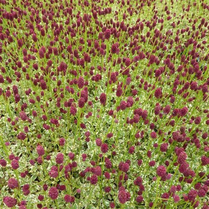 Wiesenknopf Little Angel - Sanguisorba (Plant habit)