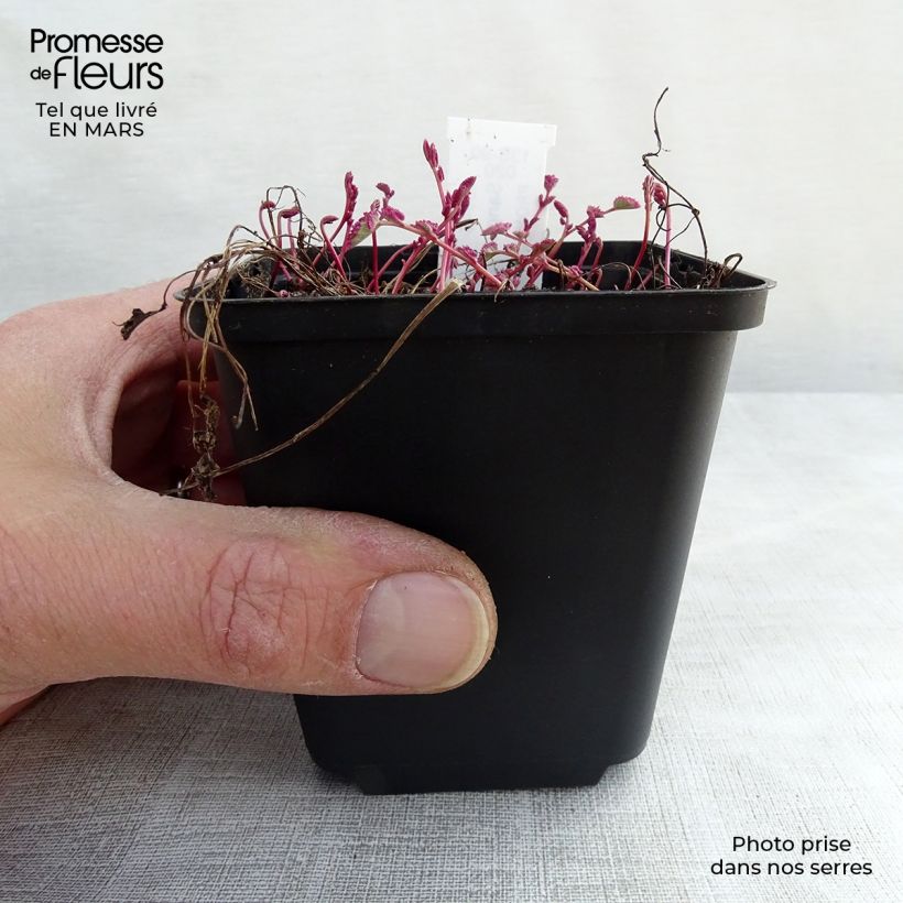 Exemplar von Wiesenknopf Little Angel - Sanguisorba Kleine Töpfe von 8/9 cm wie im Winter geliefert