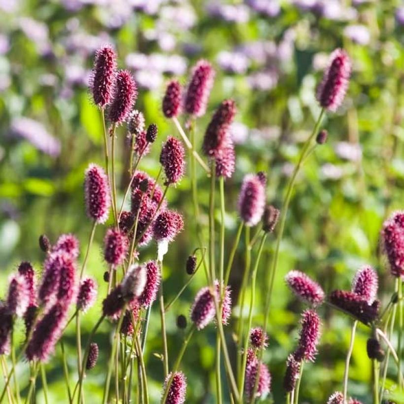 Wiesenknopf - Sanguisorba menziesii (Flowering)