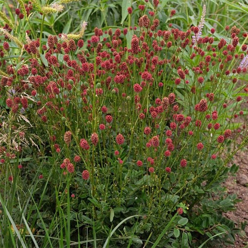 Wiesenknopf Proud Mary - Sanguisorba (Flowering)