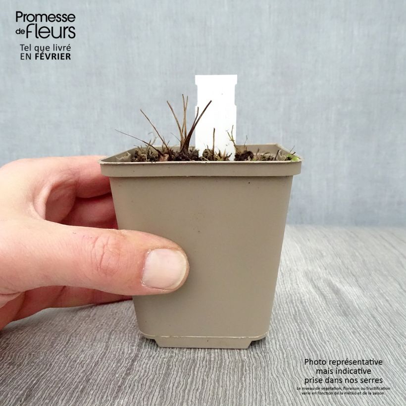 Exemplar von Wiesenknopf Proud Mary - Sanguisorba Kleine Töpfe von 8/9 cm wie im Winter geliefert