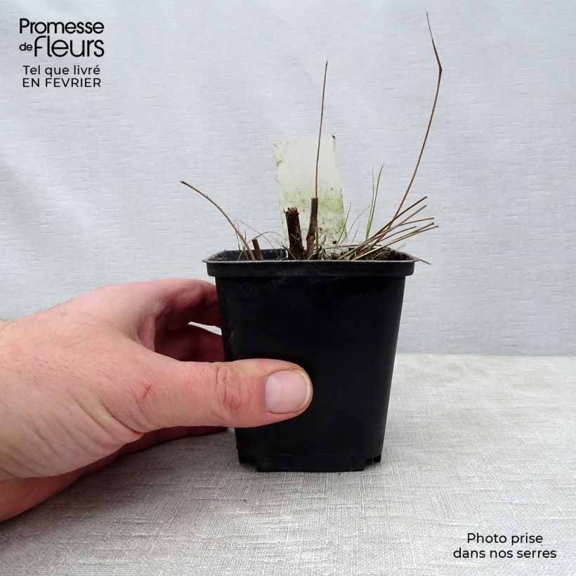 Exemplar von Großer Wiesenknopf Red Thunder - Sanguisorba officinalis Kleine Töpfe von 8/9 cm wie im Winter geliefert