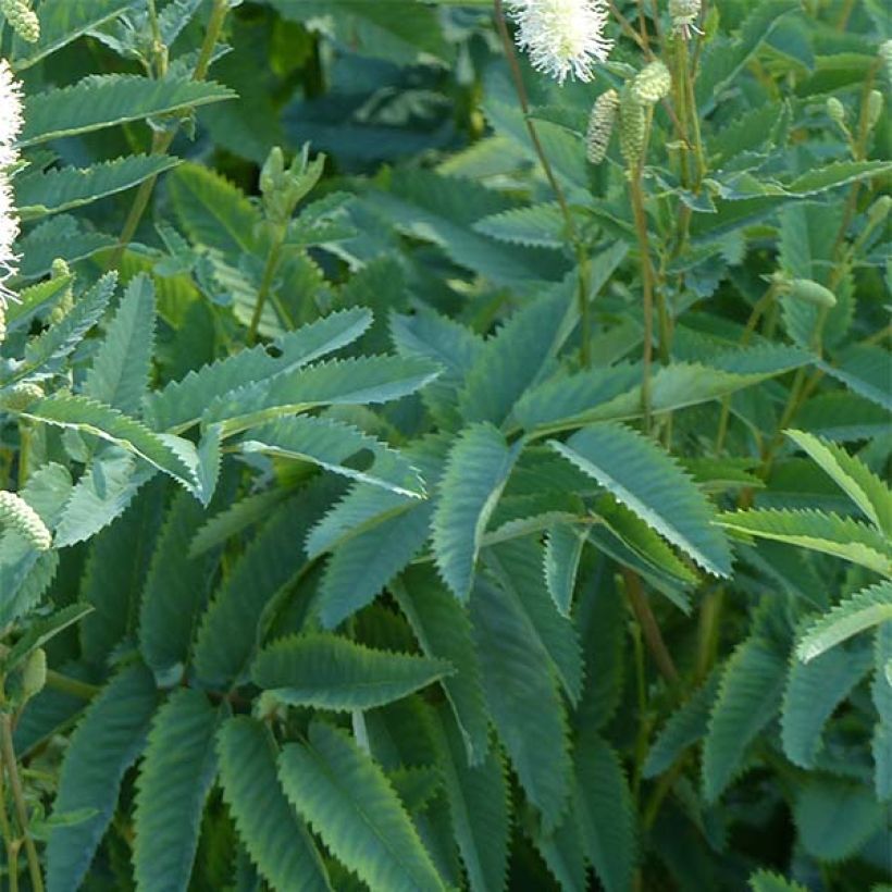 Kanadischer Wiesenknopf - Sanguisorba canadensis (Foliage)