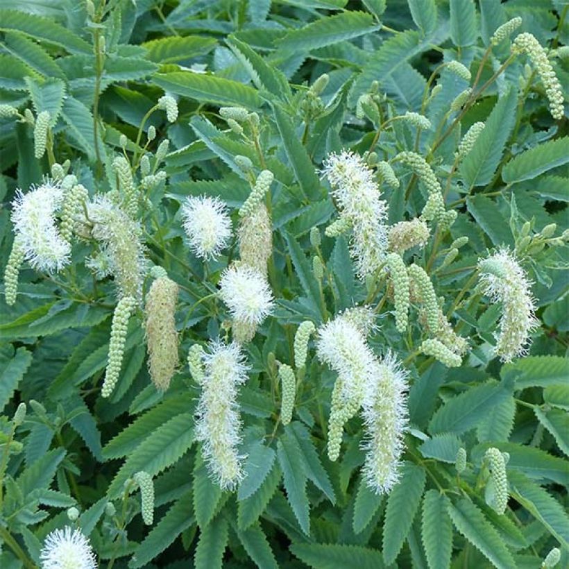 Kanadischer Wiesenknopf - Sanguisorba canadensis (Flowering)