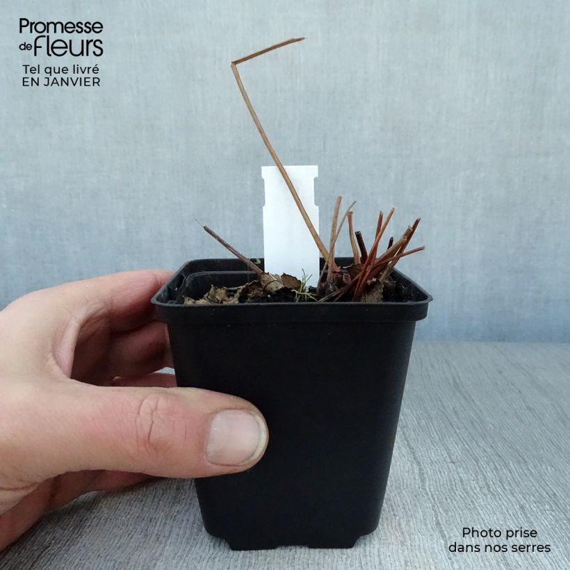 Exemplar von Kanadischer Wiesenknopf - Sanguisorba canadensis Kleine Töpfe von 8/9 cm wie im Winter geliefert