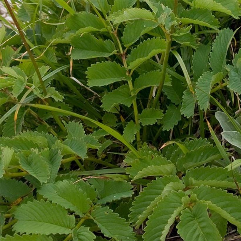 Koreanischer Wiesenknopf - Sanguisorba hakusanensis (Foliage)