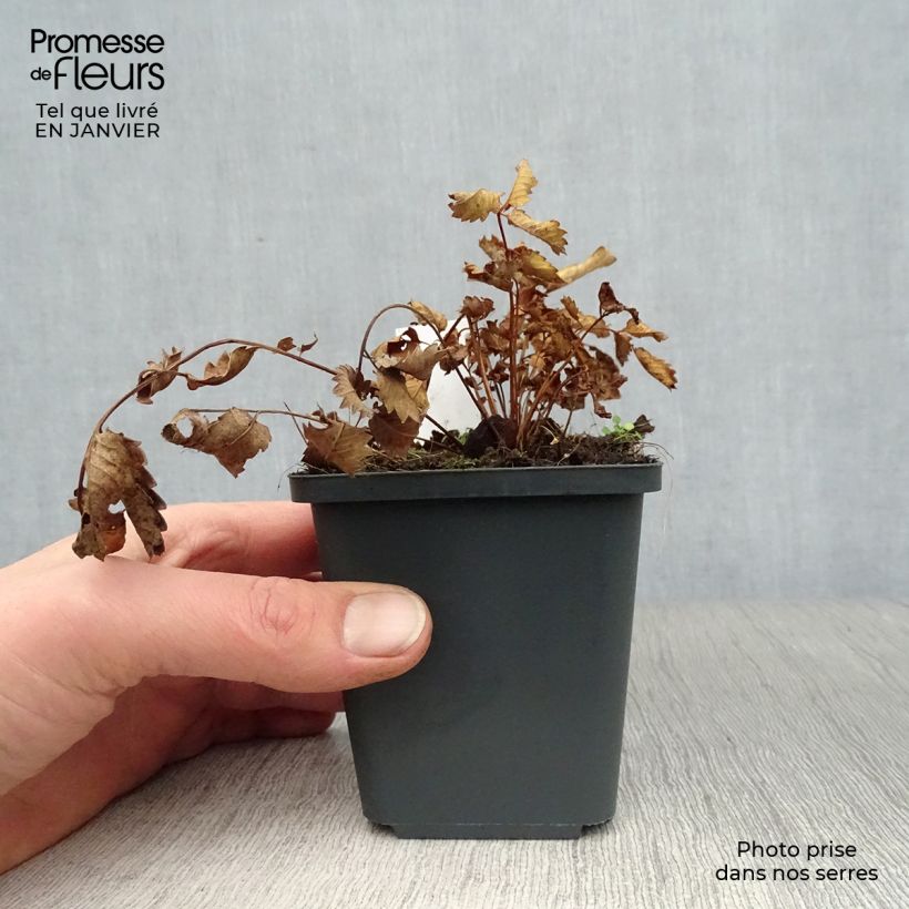 Exemplar von Koreanischer Wiesenknopf - Sanguisorba hakusanensis Kleine Töpfe von 8/9 cm wie im Winter geliefert