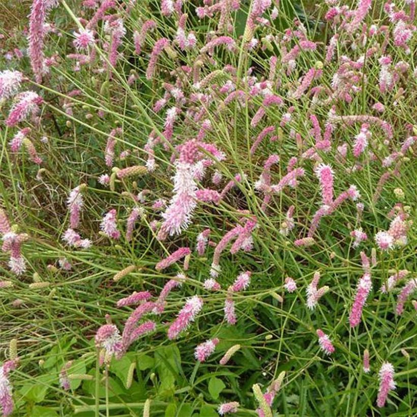 Koreanischer Wiesenknopf Pink Brushes - Sanguisorba hakusanensis (Flowering)