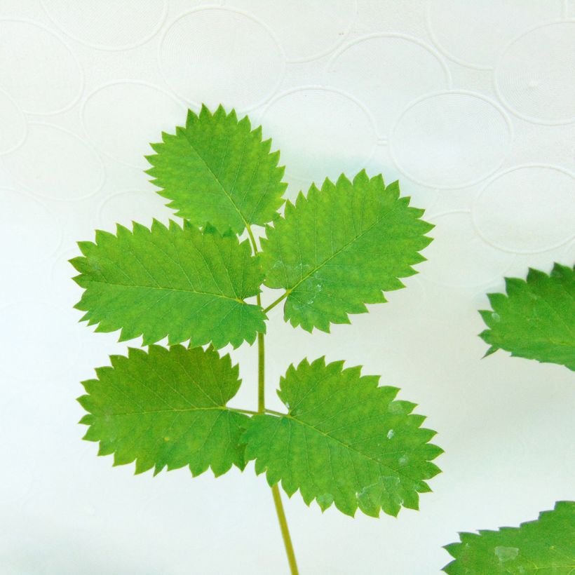 Wiesenknopf - Sanguisorba menziesii (Foliage)