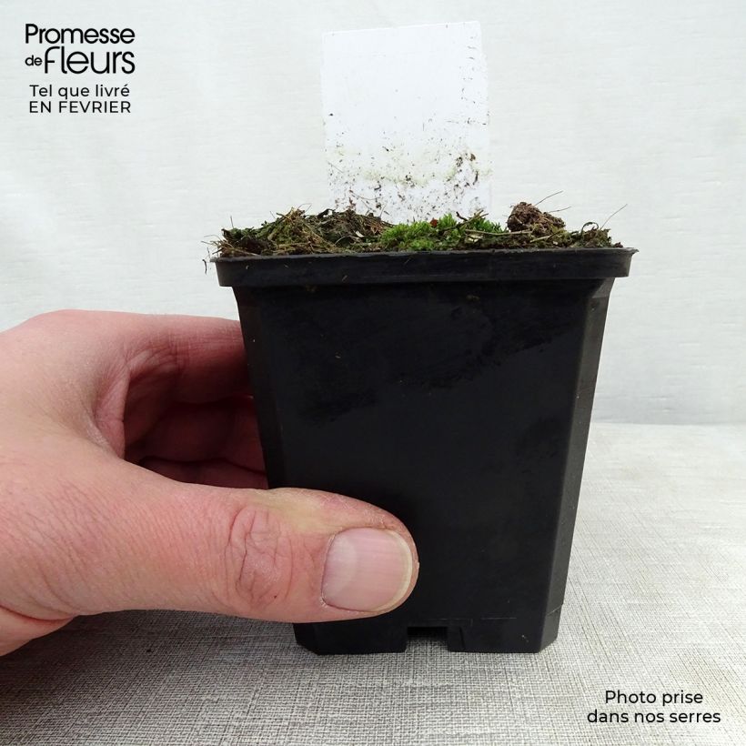 Exemplar von Wiesenknopf - Sanguisorba menziesii Kleine Töpfe von 8/9 cm wie im Winter geliefert