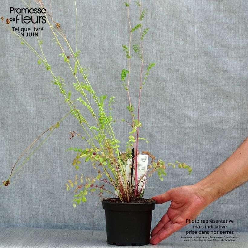 Example of Kleiner Wiesenknopf - Sanguisorba minor Topf mit 1,5L/2L as you get in ete