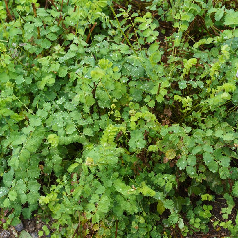 Kleiner Wiesenknopf - Sanguisorba minor (Plant habit)