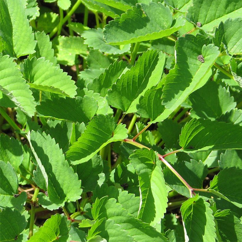 Japanischer Wiesenknopf - Sanguisorba obtusa (Foliage)