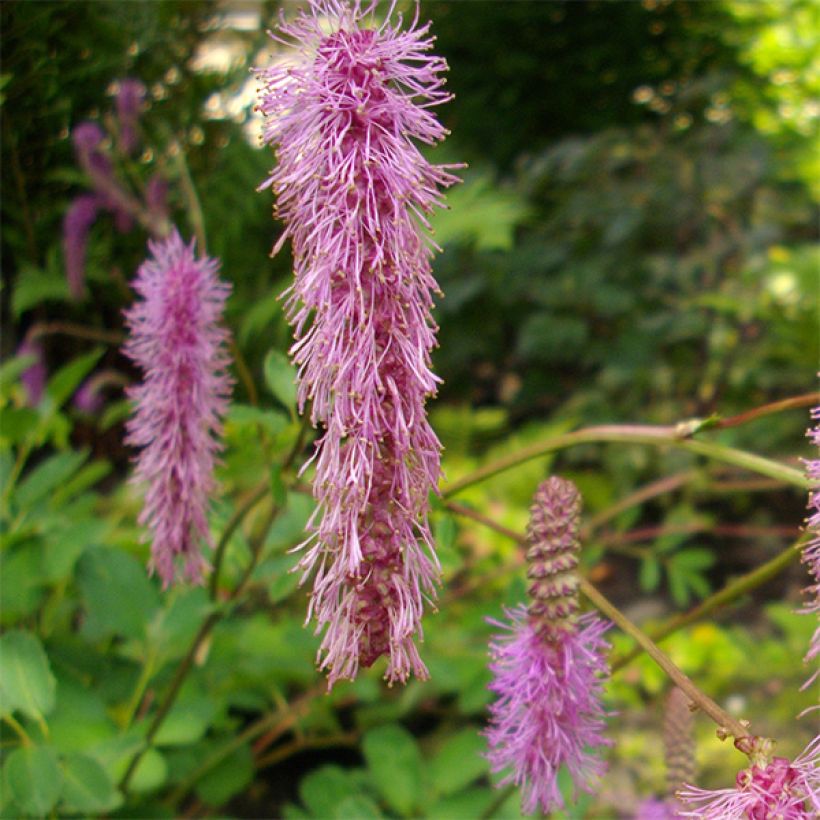 Japanischer Wiesenknopf - Sanguisorba obtusa (Flowering)