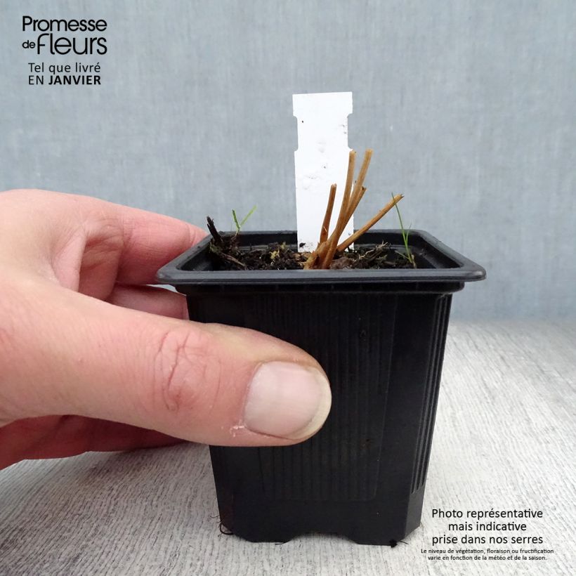 Exemplar von Japanischer Wiesenknopf - Sanguisorba obtusa Kleine Töpfe von 8/9 cm wie im Winter geliefert