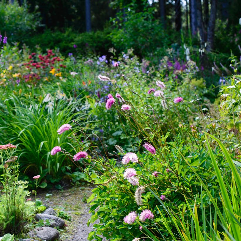 Japanischer Wiesenknopf - Sanguisorba obtusa (Plant habit)