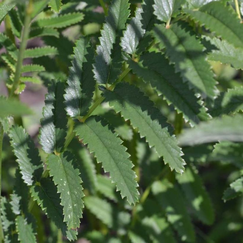 Großer Wiesenknopf Arnhem - Sanguisorba officinalis (Foliage)