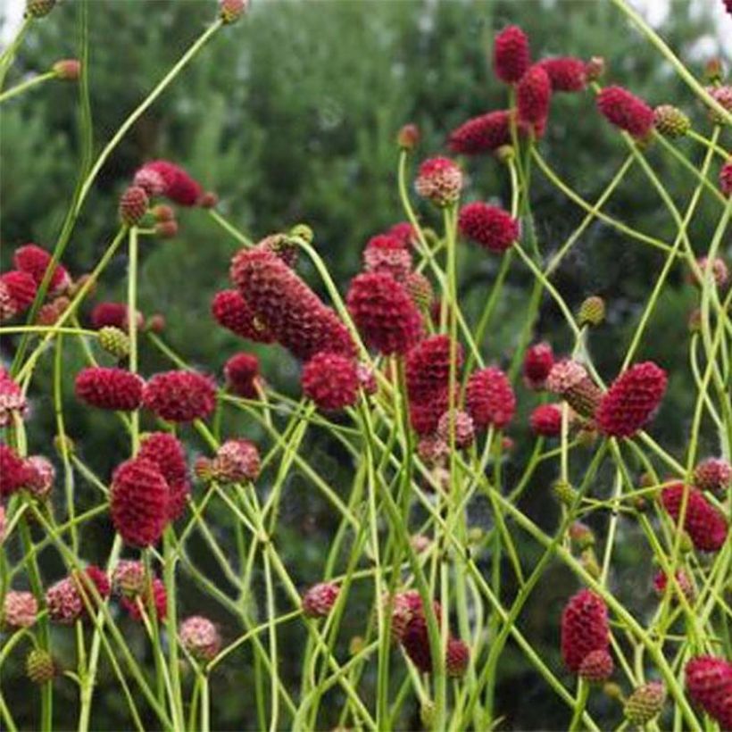 Großer Wiesenknopf Arnhem - Sanguisorba officinalis (Flowering)