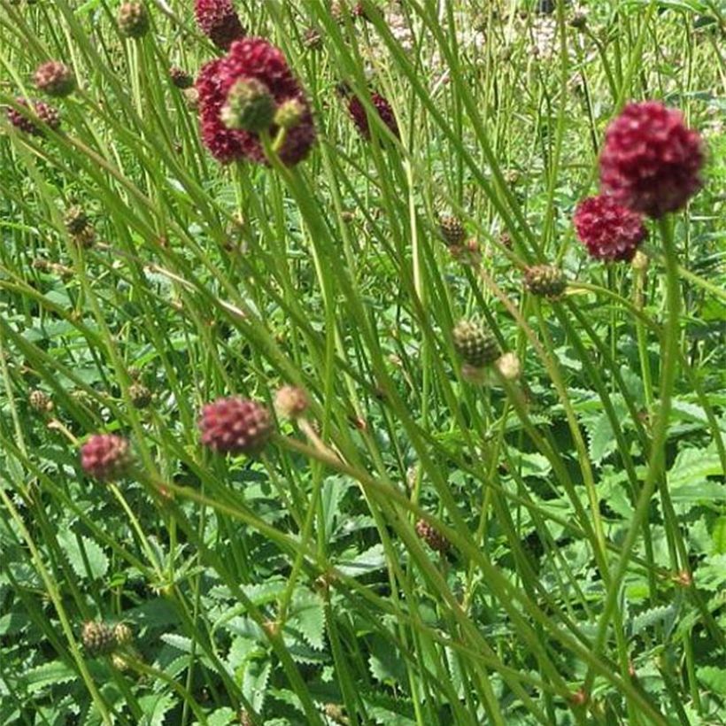 Großer Wiesenknopf Morning Select - Sanguisorba officinalis (Flowering)