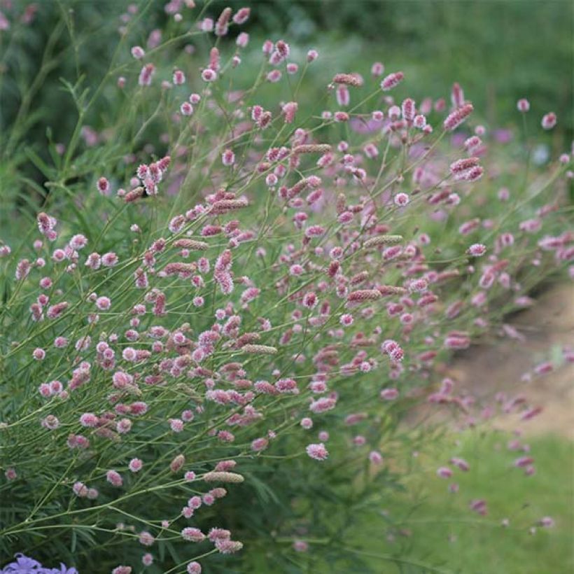 Großer Wiesenknopf Pink Tanna - Sanguisorba officinalis (Flowering)