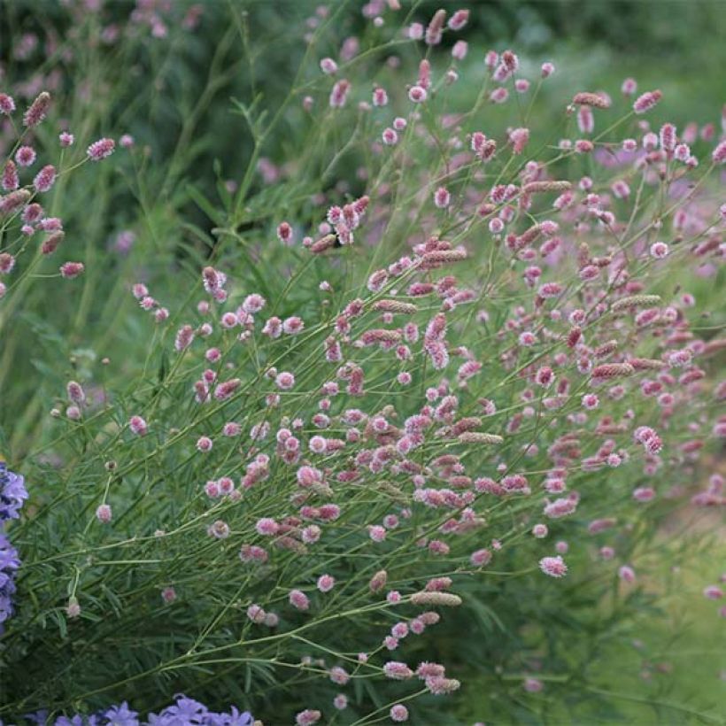 Großer Wiesenknopf Pink Tanna - Sanguisorba officinalis (Plant habit)