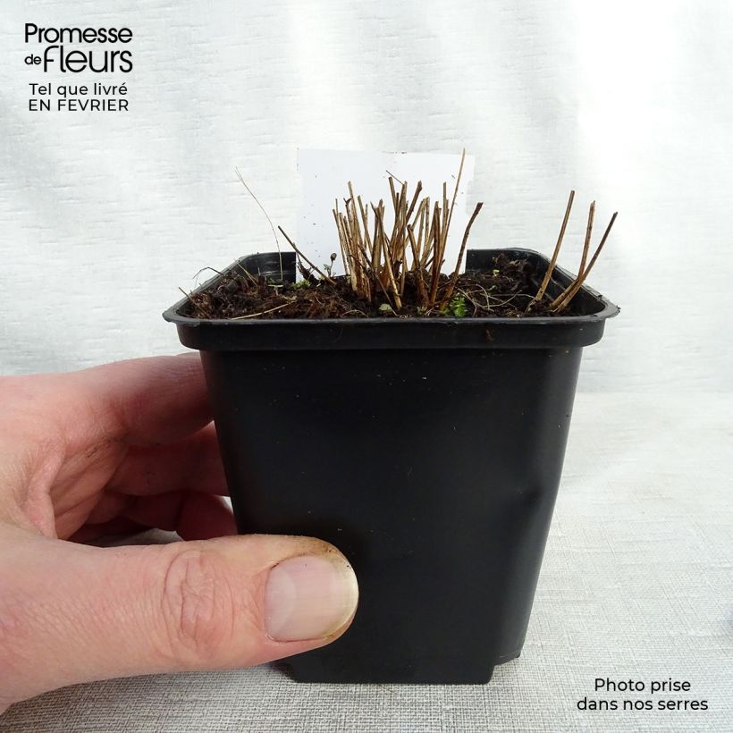 Exemplar von Großer Wiesenknopf Pink Tanna - Sanguisorba officinalis Kleine Töpfe von 8/9 cm wie im Winter geliefert