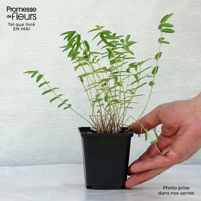 Exemplar von Großer Wiesenknopf Pink Tanna - Sanguisorba officinalis Kleine Töpfe von 8/9 cm wie im Frühjahr geliefert