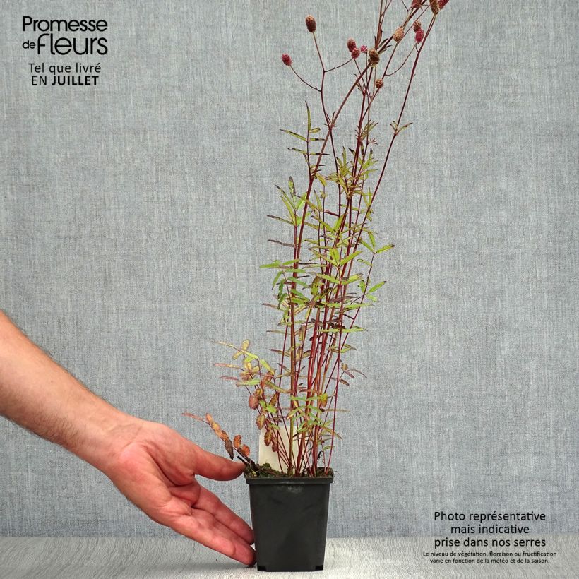 Exemplar von Großer Wiesenknopf Pink Tanna - Sanguisorba officinalis Kleine Töpfe von 8/9 cm wie im Sommer geliefert