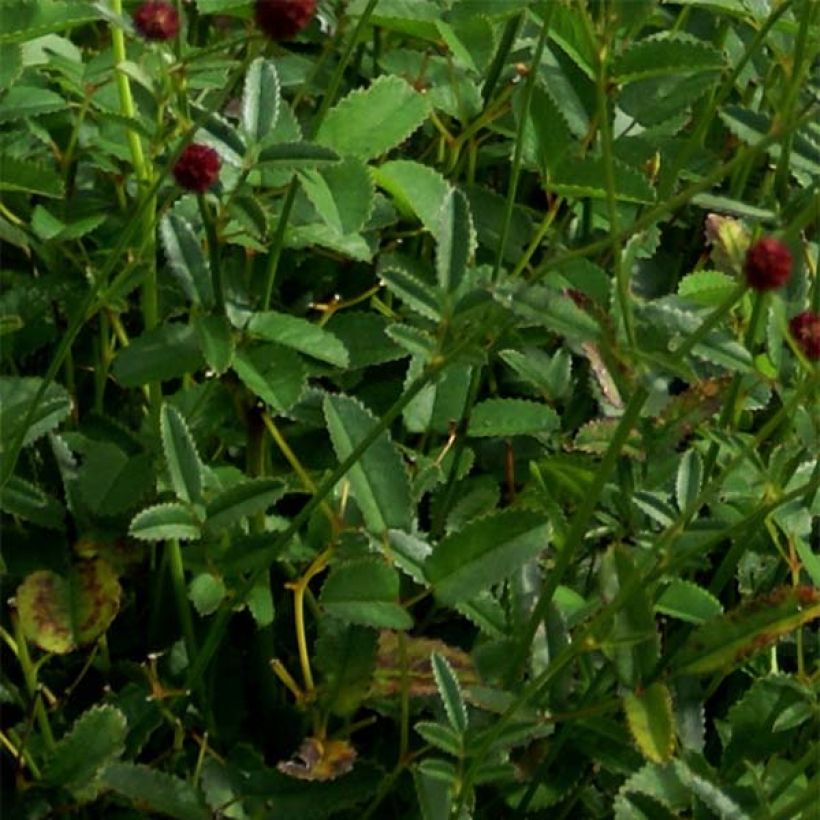 Großer Wiesenknopf Tanna - Sanguisorba officinalis (Foliage)