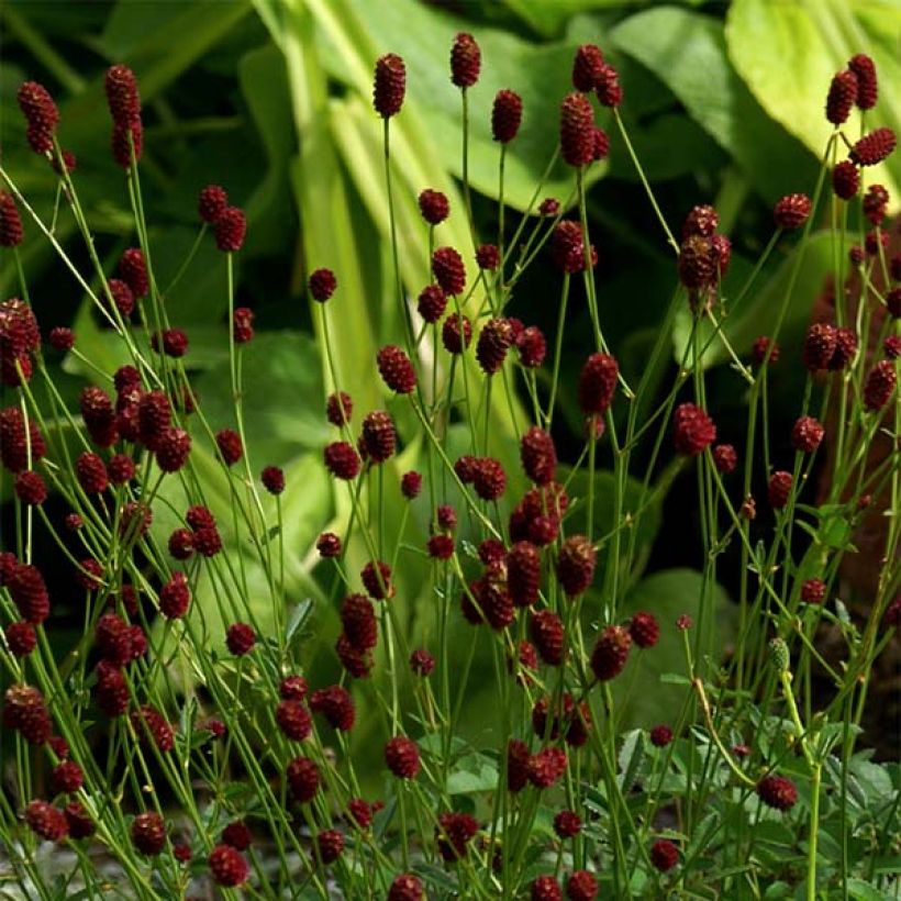 Großer Wiesenknopf Tanna - Sanguisorba officinalis (Flowering)