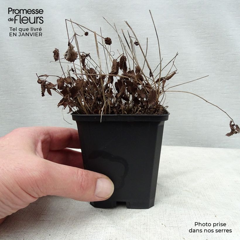 Exemplar von Großer Wiesenknopf Tanna - Sanguisorba officinalis Kleine Töpfe von 8/9 cm wie im Winter geliefert