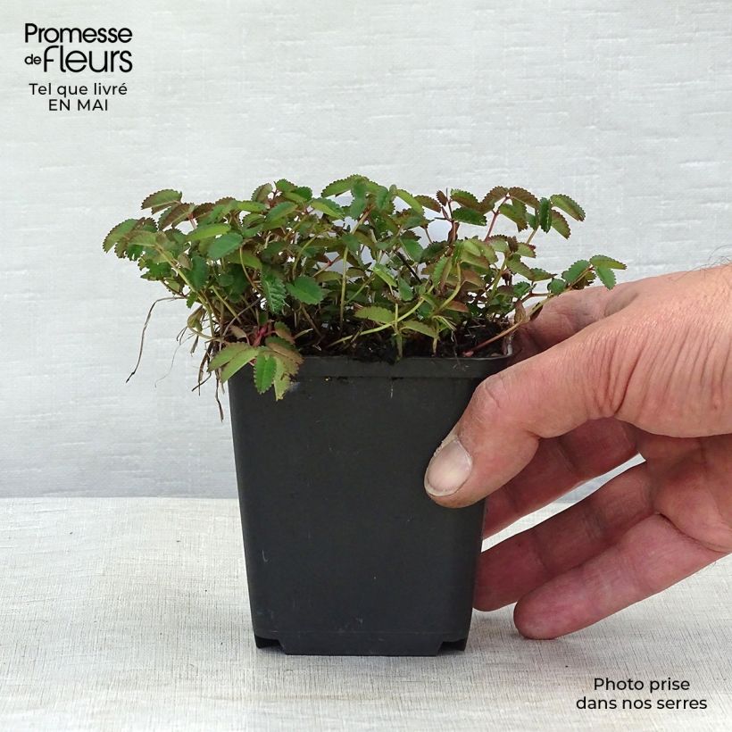 Exemplar von Großer Wiesenknopf Tanna - Sanguisorba officinalis Kleine Töpfe von 8/9 cm wie im Frühjahr geliefert