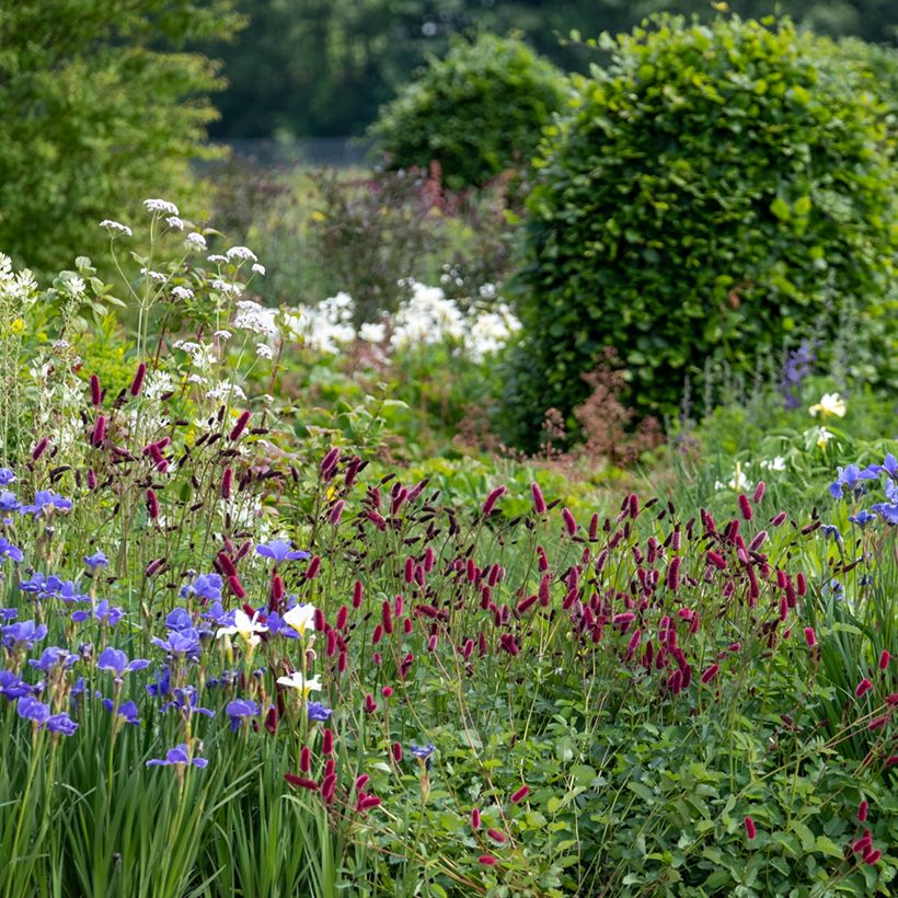 Großer Wiesenknopf Tanna - Sanguisorba officinalis (Plant habit)
