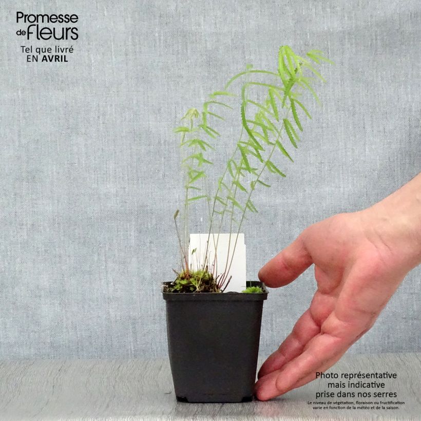 Exemplar von Zierlicher Wiesenknopf Alba - Sanguisorba tenuifolia Kleine Töpfe von 8/9 cm wie im Frühjahr geliefert