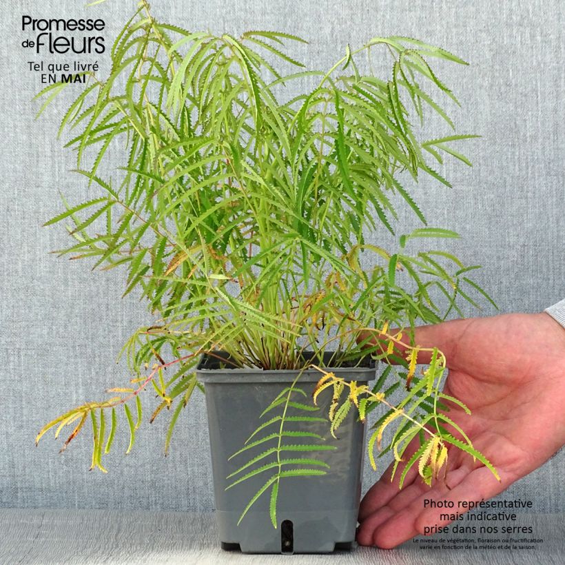 Exemplar von Zierlicher Wiesenknopf Alba - Sanguisorba tenuifolia Topf mit 1L/1,5L wie im Frühjahr geliefert