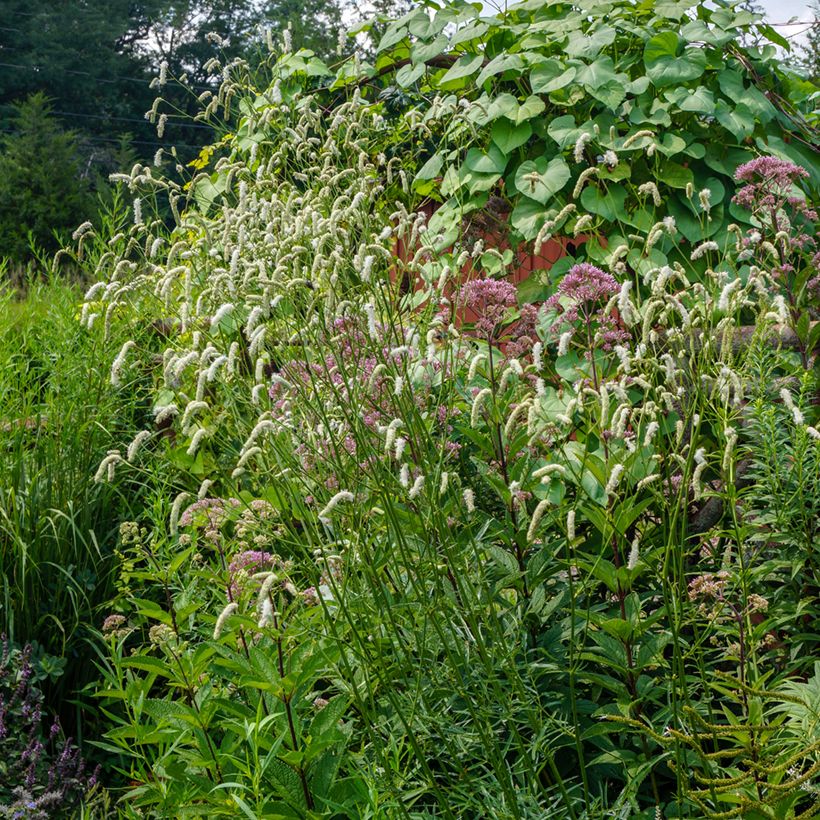 Zierlicher Wiesenknopf Alba - Sanguisorba tenuifolia (Plant habit)