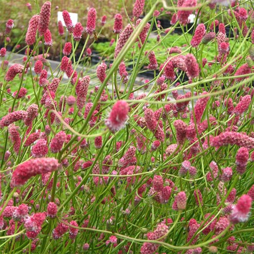 Zierlicher Wiesenknopf Pink Elephant - Sanguisorba tenuifolia (Flowering)