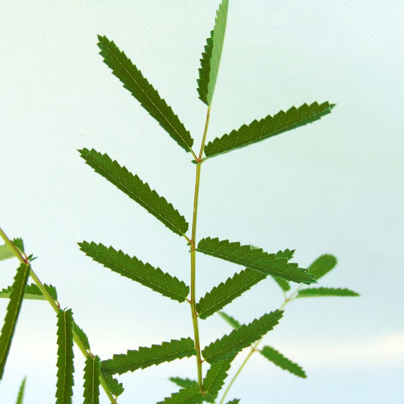 Zierlicher Wiesenknopf var. purpurea - Sanguisorba tenuifolia (Foliage)