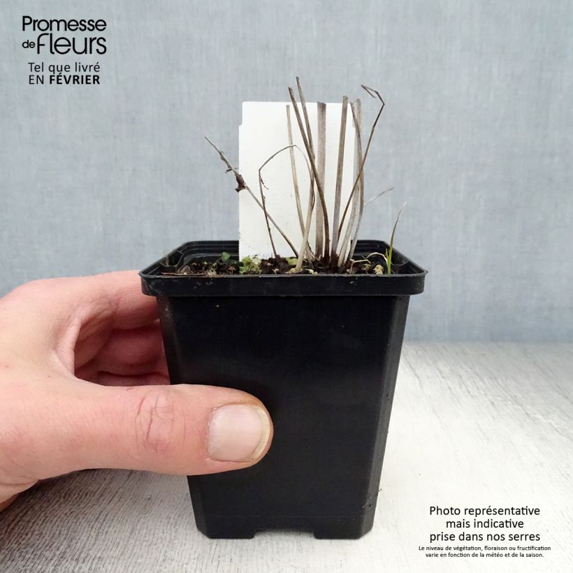 Exemplar von Zierlicher Wiesenknopf var. purpurea - Sanguisorba tenuifolia Kleine Töpfe von 8/9 cm wie im Winter geliefert