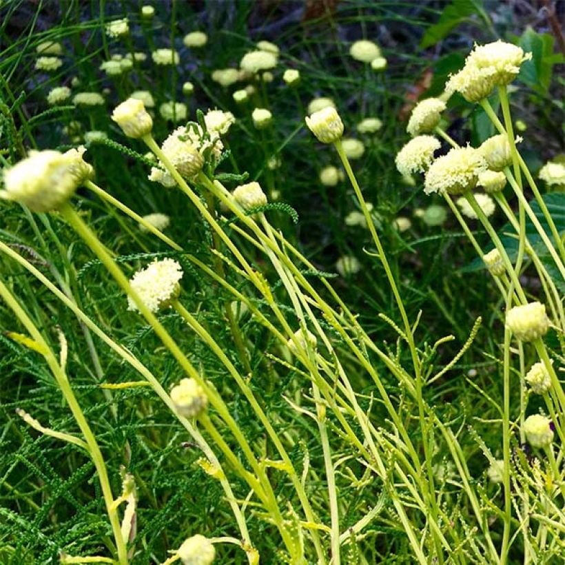Santolina virens Lemon Fizz - Olivenkraut (Flowering)