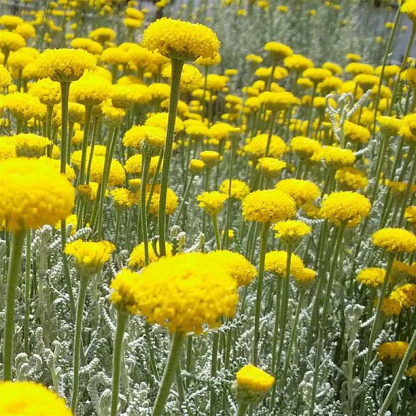 Zypressen-Heiligenkraut - Santolina chamaecyparissus (Flowering)