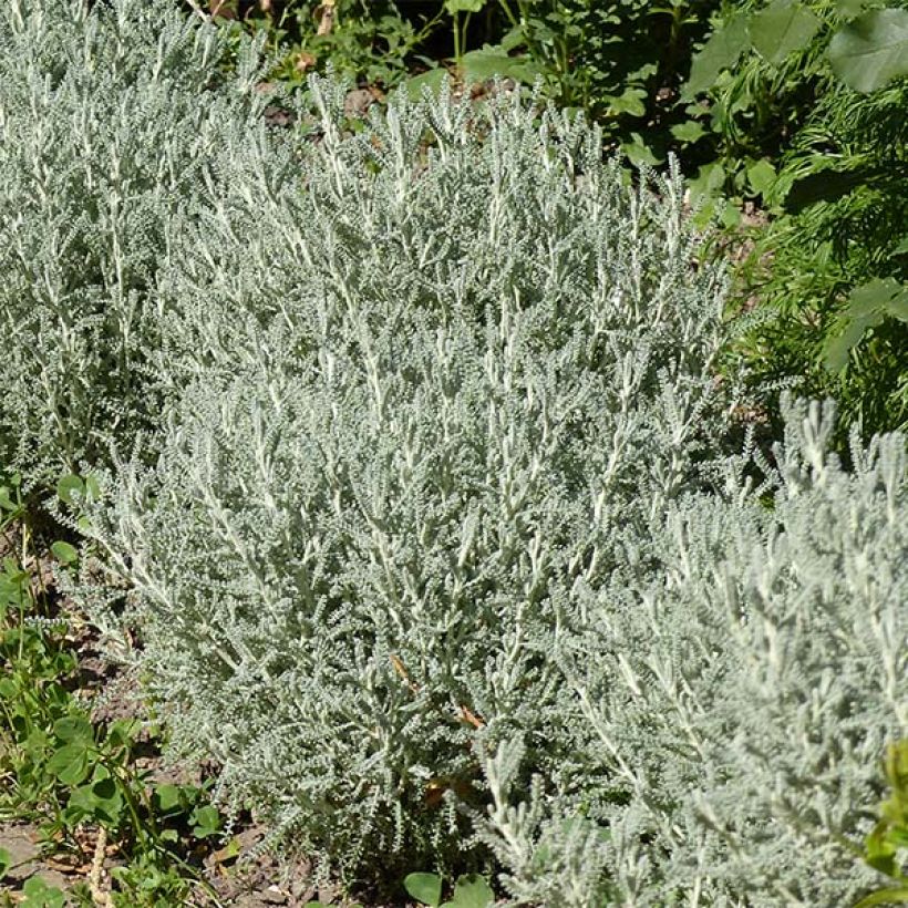 Zypressen-Heiligenkraut - Santolina chamaecyparissus (Plant habit)