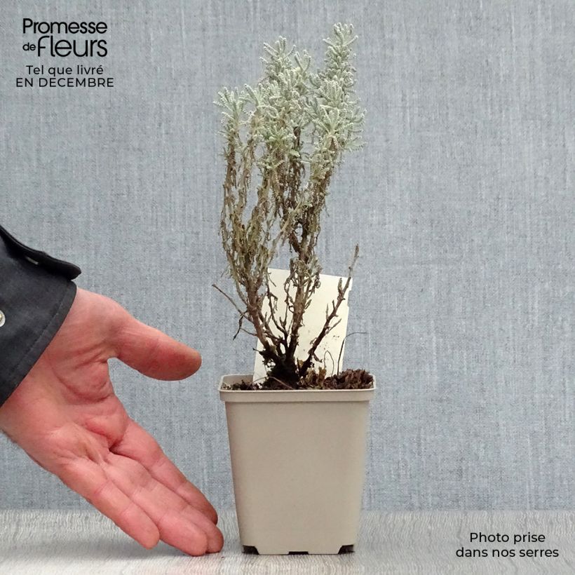 Exemplar von Zypressen-Heiligenkraut - Santolina chamaecyparissus Kleine Töpfe von 7/8 cm wie im Winter geliefert