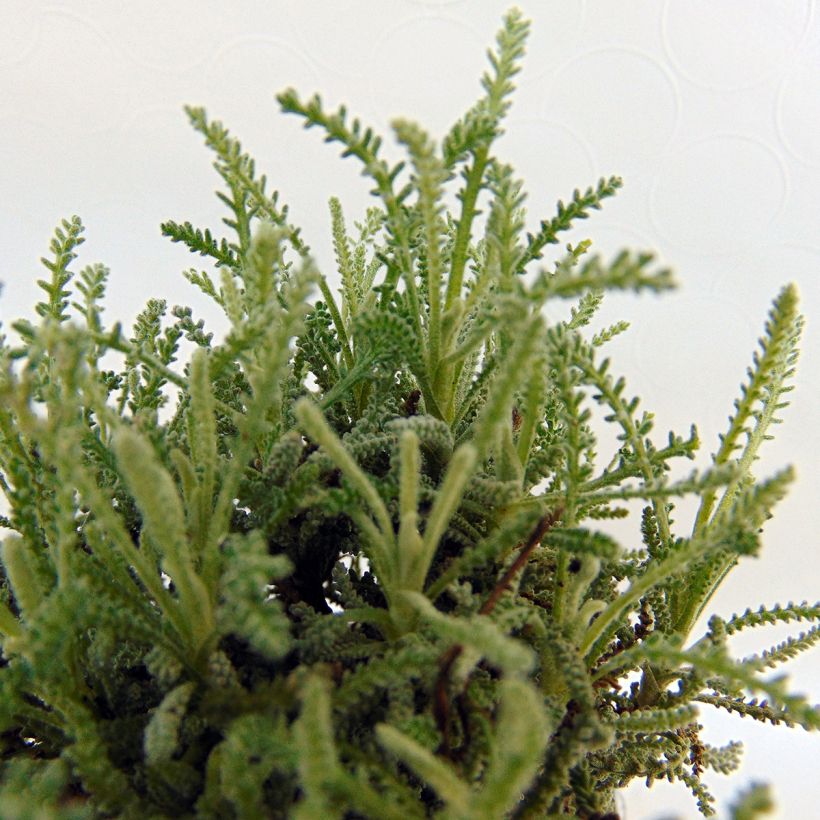 Santolina serratifolia - Heiligenkraut (Foliage)