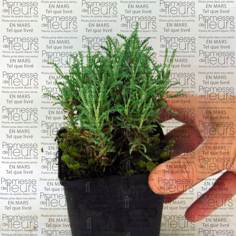 Example of Santolina serratifolia - Heiligenkraut Kleine Töpfe von 8/9 cm as you get