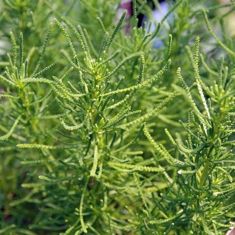 Santolina virens - Olivenkraut (Foliage)